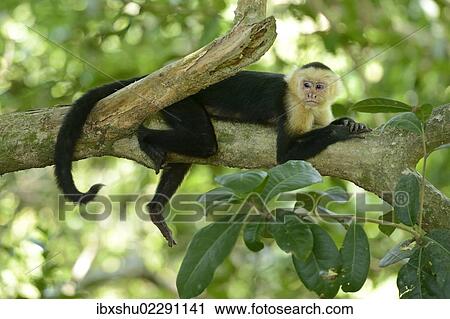 "White-headed or White-faced Capuchin (Cebus capucinus), resting on branch, Manuel Antonio National Park, Costa Rica, Central America, North America" View Large Photo Image Stock Image - "White-headed or White-faced Capuchin (Cebus capucinus), resting on branch, Manuel Antonio National Park, Costa Rica, Central America, North America". Fotosearch