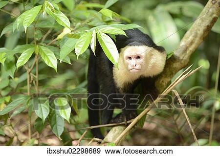 Stock Photo - "White-headed or White-faced capuchin (Cebus capucinus), Manuel Antonio National Park, Central Pacific Coast, Costa Rica, South America, North America". Fotosearch