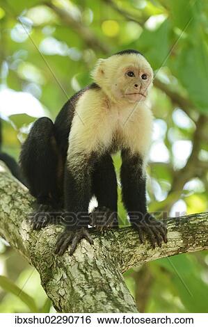 Stock Photograph - "White-headed or White-faced Capuchin (Cebus capucinus), sitting on branch, Manuel Antonio National Park, Costa Rica, Central America, North America". Fotosearch