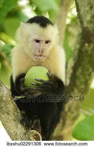 "White-headed or White-faced Capuchin (Cebus capucinus), holding fruit, Manuel Antonio National Park, Costa Rica, Central America, North America" View Large Photo Image Stock Photograph - "White-headed or White-faced Capuchin (Cebus capucinus), holding fruit, Manuel Antonio National Park, Costa Rica, Central America, North America". Fotosearch
