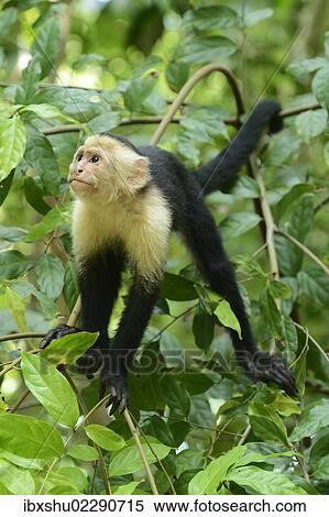 "White-headed or White-faced Capuchin (Cebus capucinus), Manuel Antonio National Park, Costa Rica, Central America, North America" View Large Photo Image Stock Photography - "White-headed or White-faced Capuchin (Cebus capucinus), Manuel Antonio National Park, Costa Rica, Central America, North America". Fotosearch