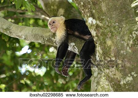 Stock Photography - "White-headed or White-faced capuchin (Cebus capucinus), asleep on a branch, Manuel Antonio National Park, Central Pacific Coast, Costa Rica, South America, North America". Fotosearch
