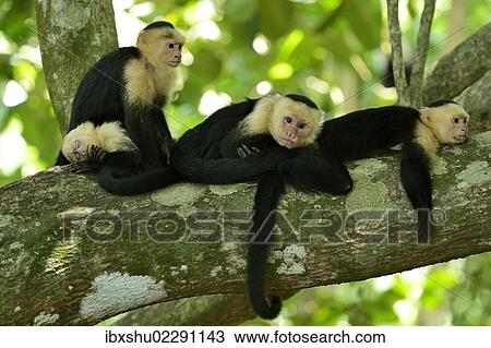 Stock Image - "White-headed or White-faced Capuchins (Cebus capucinus), resting on tree, Manuel Antonio National Park, Costa Rica, Central America, North America". Fotosearch