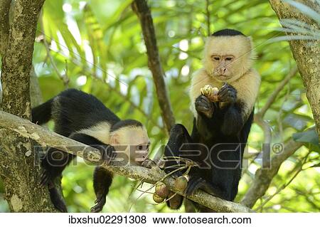 "White-headed or White-faced Capuchins (Cebus capucinus), at feeding time, Manuel Antonio National Park, Costa Rica, Central America, North America" View Large Photo Image Stock Photo - "White-headed or White-faced Capuchins (Cebus capucinus), at feeding time, Manuel Antonio National Park, Costa Rica, Central America, North America". Fotosearch