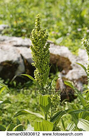 "White Hellebore (Veratrum album lobelianum), Grosses Walsertal Biosphere Park, Vorarlberg, Austria, Europe" View Large Photo Image Stock Image - "White Hellebore (Veratrum album lobelianum), Grosses Walsertal Biosphere Park, Vorarlberg, Austria, Europe". Fotosearch