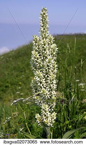 "White Hellebore (Veratrum album), Switzerland, Europe" View Large Photo Image Stock Photography - "White Hellebore (Veratrum album), Switzerland, Europe". Fotosearch