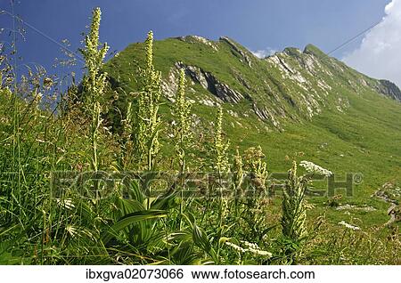 "White Hellebore (Veratrum album), Vaud Alps, Switzerland, Europe" View Large Photo Image Stock Photograph - "White Hellebore (Veratrum album), Vaud Alps, Switzerland, Europe". Fotosearch