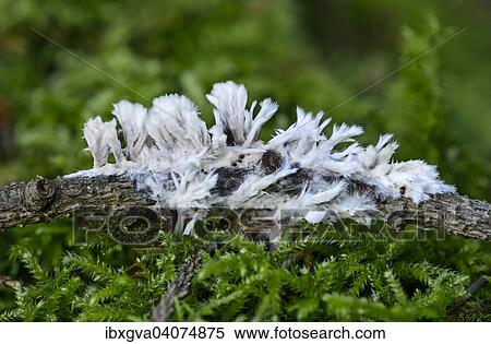 "White Leather Coral (Thelephora penicillata), saprobiontic fungus, inedible, Switzerland, Europe" View Large Photo Image Stock Photography - "White Leather Coral (Thelephora penicillata), saprobiontic fungus, inedible, Switzerland, Europe". Fotosearch