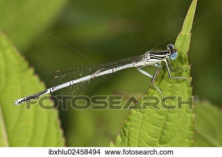 "White-legged Damselfly or Blue Featherleg (Platycnemis pennipes), male, Untergroeningen, Baden-Wuerttemberg, Germany, Europe" View Large Photo Image Picture - "White-legged Damselfly or Blue Featherleg (Platycnemis pennipes), male, Untergroeningen, Baden-Wuerttemberg, Germany, Europe". Fotosearch