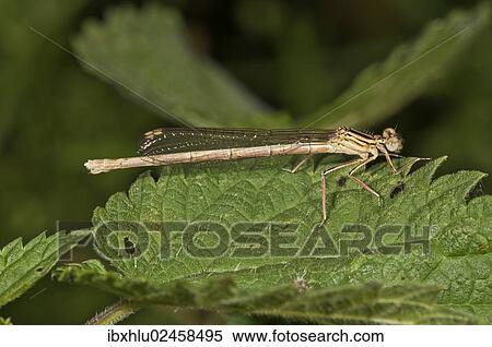 "White-legged Damselfly or Blue Featherleg (Platycnemis pennipes), female, Untergroeningen, Baden-Wuerttemberg, Germany, Europe" View Large Photo Image Stock Photography - "White-legged Damselfly or Blue Featherleg (Platycnemis pennipes), female, Untergroeningen, Baden-Wuerttemberg, Germany, Europe". Fotosearch