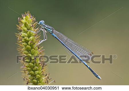 "White-legged damselfly (Platycnemis pennipes), male, Burgenland, Austria, Europe" View Large Photo Image Stock Image - "White-legged damselfly (Platycnemis pennipes), male, Burgenland, Austria, Europe". Fotosearch