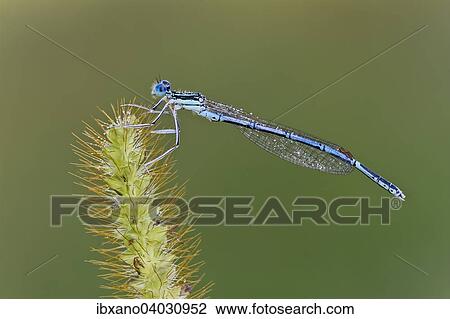 Stock Image - "White-legged damselfly (Platycnemis pennipes), male, Burgenland, Austria, Europe". Fotosearch