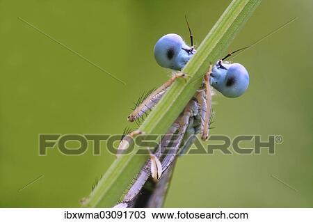 "White-legged Damselfly (Platycnemis pennipes), North Hesse, Hesse, Germany, Europe" View Large Photo Image Stock Image - "White-legged Damselfly (Platycnemis pennipes), North Hesse, Hesse, Germany, Europe". Fotosearch