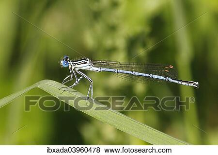 "White-legged Damselfly (Platycnemis pennipes), male on a blade of grass, Huhnermoor nature reserve, North Rhine-Westphalia, Germany, Europe" View Large Photo Image Stock Photo - "White-legged Damselfly (Platycnemis pennipes), male on a blade of grass, Huhnermoor nature reserve, North Rhine-Westphalia, Germany, Europe". Fotosearch