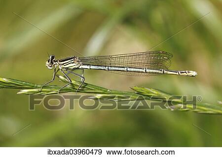 "White-legged Damselfly (Platycnemis pennipes), female, Huhnermoor nature reserve, North Rhine-Westphalia, Germany, Europe" View Large Photo Image Stock Photo - "White-legged Damselfly (Platycnemis pennipes), female, Huhnermoor nature reserve, North Rhine-Westphalia, Germany, Europe". Fotosearch