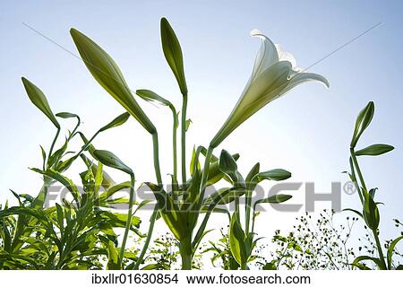 White lilies (Lilium formosanum Wallace) blossoming under blue sky View Large Photo Image Picture - White lilies (Lilium formosanum Wallace) blossoming under blue sky. Fotosearch