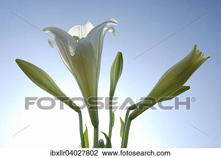 White Lily (Lilium sp. ) against a blue sky View Large Photo Image Stock Image - White Lily (Lilium sp. ) against a blue sky. Fotosearch