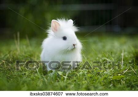 "White Lionhead rabbit, young in a meadow" View Large Photo Image Stock Photo - "White Lionhead rabbit, young in a meadow". Fotosearch