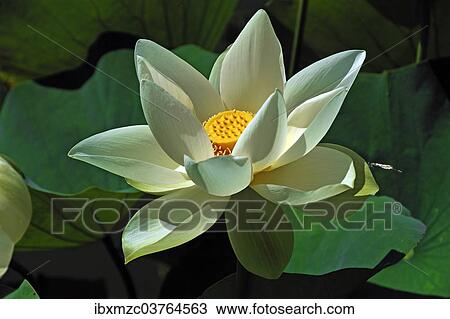 "White Lotus Flower (Nelumbo sp. ), Erlangen Botanical Garden, Erlangen, Middle Franconia, Bavaria, Germany, Europe" View Large Photo Image Stock Image - "White Lotus Flower (Nelumbo sp. ), Erlangen Botanical Garden, Erlangen, Middle Franconia, Bavaria, Germany, Europe". Fotosearch