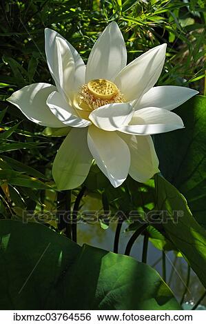"White Lotus Flower (Nelumbo sp. ), Erlangen Botanical Garden, Erlangen, Middle Franconia, Bavaria, Germany, Europe" View Large Photo Image Stock Photograph - "White Lotus Flower (Nelumbo sp. ), Erlangen Botanical Garden, Erlangen, Middle Franconia, Bavaria, Germany, Europe". Fotosearch