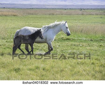 "White mare with dark foal running through wet grass, Santa Cruz, Argentina, South America" View Large Photo Image Stock Image - "White mare with dark foal running through wet grass, Santa Cruz, Argentina, South America". Fotosearch