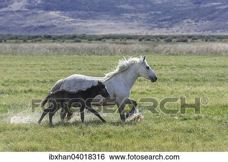Stock Photograph - "White mare with dark foal running through wet grass, Santa Cruz, Argentina, South America". Fotosearch