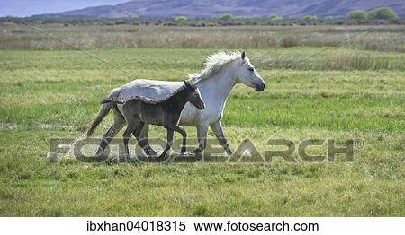 "White mare with dark foal running through wet grass, Santa Cruz, Argentina, South America" View Large Photo Image Stock Photography - "White mare with dark foal running through wet grass, Santa Cruz, Argentina, South America". Fotosearch