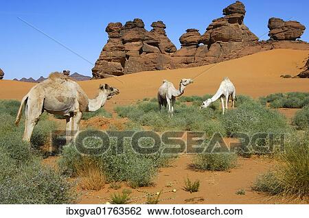 "White Mehari dromedaries used for riding belonging to Tuareg nomads grazing in a barren scrubland at the edge of an oasis in the Akkakus Mountains, Sahara, Libya, North Africa, Africa" View Large Photo Image Stock Image - "White Mehari dromedaries used for riding belonging to Tuareg nomads grazing in a barren scrubland at the edge of an oasis in the Akkakus Mountains, Sahara, Libya, North Africa, Africa". Fotosearch