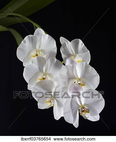 "White Moth Orchid (Phalaenopsis), flowers" View Large Photo Image Picture - "White Moth Orchid (Phalaenopsis), flowers". Fotosearch