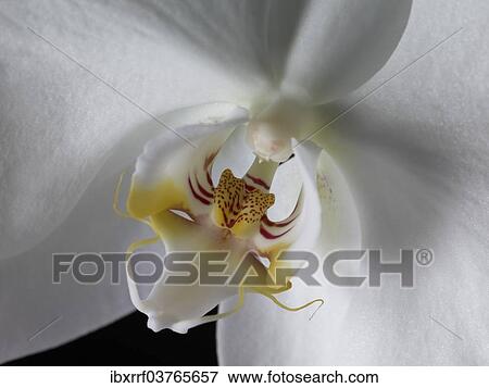 "White Moth Orchid (Phalaenopsis), flower" View Large Photo Image Stock Photo - "White Moth Orchid (Phalaenopsis), flower". Fotosearch
