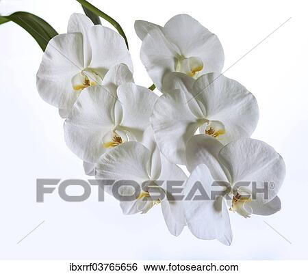 "White Moth Orchid (Phalaenopsis), flowers" View Large Photo Image Stock Photograph - "White Moth Orchid (Phalaenopsis), flowers". Fotosearch