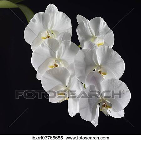 Stock Photography - "White Moth Orchid (Phalaenopsis), flowers". Fotosearch