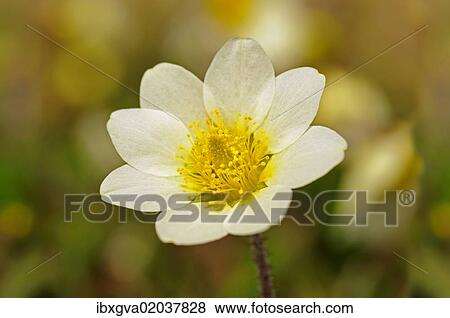 "White Mountain Avens or White Dryas (Dryas octopetala), national flower of Iceland and official territorial flower of the Swedish province of Lapland, Sweden, Europe" View Large Photo Image Stock Photo - "White Mountain Avens or White Dryas (Dryas octopetala), national flower of Iceland and official territorial flower of the Swedish province of Lapland, Sweden, Europe". Fotosearch
