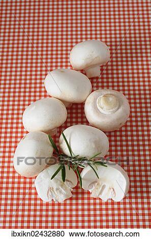 White mushrooms View Large Photo Image Stock Image - White mushrooms. Fotosearch
