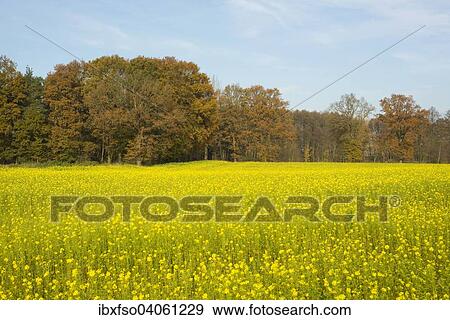 "White Mustard (Sinapis alba), yellow flowering field in the autumn, Lower Saxony, Germany, Europe" View Large Photo Image Stock Photo - "White Mustard (Sinapis alba), yellow flowering field in the autumn, Lower Saxony, Germany, Europe". Fotosearch