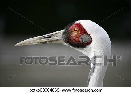 Stock Image - "White-naped Crane (Grus vipio), animal portrait, captive". Fotosearch