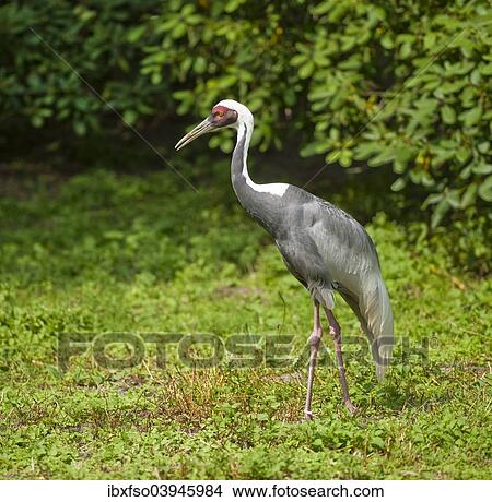 "White-naped Crane (Grus vipio), captive, Lower Saxony, Germany, Europe" View Large Photo Image Picture - "White-naped Crane (Grus vipio), captive, Lower Saxony, Germany, Europe". Fotosearch
