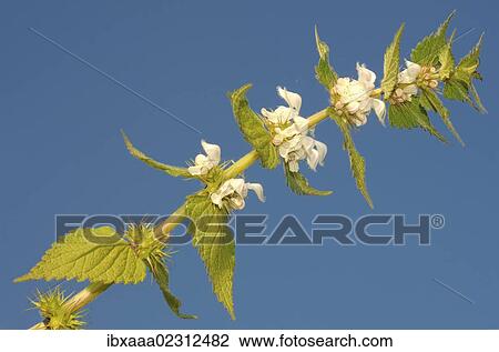 "White nettle, White dead-nettle (Lamium album), Baikal, Siberia, Russian Federation, Eurasia" View Large Photo Image Stock Image - "White nettle, White dead-nettle (Lamium album), Baikal, Siberia, Russian Federation, Eurasia". Fotosearch