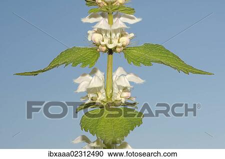 Stock Image - "White nettle, White dead-nettle (Lamium album), Baikal, Siberia, Russian Federation, Eurasia". Fotosearch