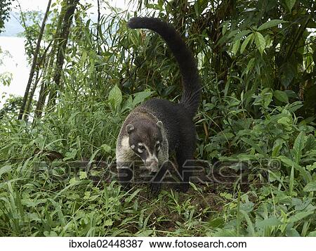 "White-nosed coati (Nasua narica) (Nasua narica), Guanacaste Province, Costa Rica, Central America, North America" View Large Photo Image Stock Photo - "White-nosed coati (Nasua narica) (Nasua narica), Guanacaste Province, Costa Rica, Central America, North America". Fotosearch