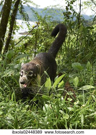"White-nosed coati (Nasua narica) (Nasua narica), Guanacaste Province, Costa Rica, Central America, North America" View Large Photo Image Stock Photo - "White-nosed coati (Nasua narica) (Nasua narica), Guanacaste Province, Costa Rica, Central America, North America". Fotosearch
