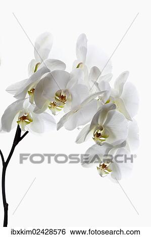 White Orchids (Orchidaceae) View Large Photo Image Stock Photograph - White Orchids (Orchidaceae). Fotosearch