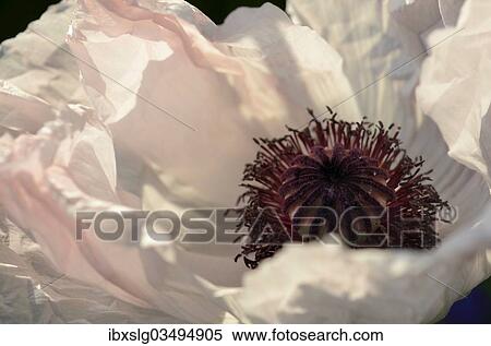 "White Oriental Poppy (Papaver orientale hybrid), detail of a flower, Bavaria, Germany, Europe" View Large Photo Image Stock Photography - "White Oriental Poppy (Papaver orientale hybrid), detail of a flower, Bavaria, Germany, Europe". Fotosearch