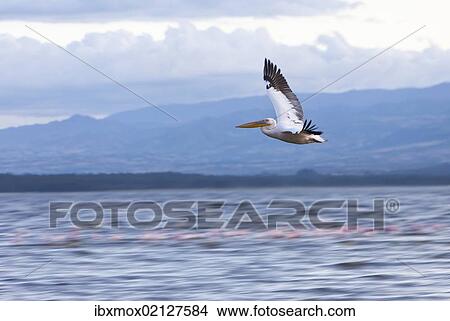 "White Pelican (Pelecanus onocrotalus) in flight, Lake Nakuru National Park, Kenya, East Africa, Africa, PublicGround, Africa" View Large Photo Image Picture - "White Pelican (Pelecanus onocrotalus) in flight, Lake Nakuru National Park, Kenya, East Africa, Africa, PublicGround, Africa". Fotosearch