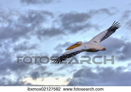 "White Pelican (Pelecanus onocrotalus) in flight, Lake Nakuru National Park, Kenya, East Africa, Africa, PublicGround, Africa" View Large Photo Image Stock Image - "White Pelican (Pelecanus onocrotalus) in flight, Lake Nakuru National Park, Kenya, East Africa, Africa, PublicGround, Africa". Fotosearch