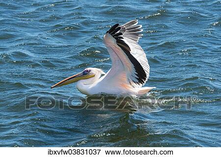 "White Pelican (Pelecanus onocrotalus) in Walvis Bay, Erongo Region, Namibia, Africa" View Large Photo Image Stock Photo - "White Pelican (Pelecanus onocrotalus) in Walvis Bay, Erongo Region, Namibia, Africa". Fotosearch