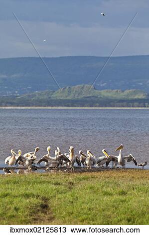 "White Pelicans (Pelecanus onocrotalus), Lake Nakuru National Park, Kenya, East Africa, Africa, PublicGround, Africa" View Large Photo Image Stock Image - "White Pelicans (Pelecanus onocrotalus), Lake Nakuru National Park, Kenya, East Africa, Africa, PublicGround, Africa". Fotosearch