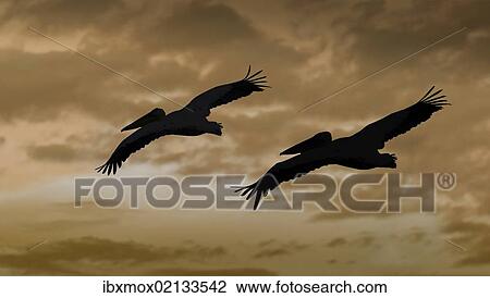 "White Pelicans (Pelecanus onocrotalus), Lake Nakuru National Park, Kenya, East Africa, Africa, PublicGround, Africa" View Large Photo Image Stock Image - "White Pelicans (Pelecanus onocrotalus), Lake Nakuru National Park, Kenya, East Africa, Africa, PublicGround, Africa". Fotosearch