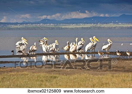 "White Pelicans (Pelecanus onocrotalus), Lake Nakuru National Park, Kenya, East Africa, Africa, PublicGround, Africa" View Large Photo Image Stock Photo - "White Pelicans (Pelecanus onocrotalus), Lake Nakuru National Park, Kenya, East Africa, Africa, PublicGround, Africa". Fotosearch