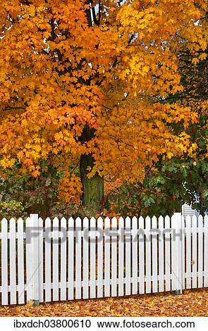 "White picket fence and tree in autumn, Iron Hill, Eastern Townships, Quebec, Canada, North America" View Large Photo Image Stock Image - "White picket fence and tree in autumn, Iron Hill, Eastern Townships, Quebec, Canada, North America". Fotosearch